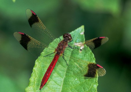 Banded darter, banded heather, sympetrum pedemontanum, anisoptera, damselflies, dragonflies,