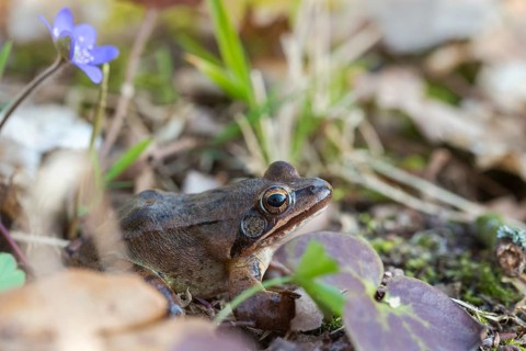 Agile frog, common hepatica, buttercup family, hepatica nobilis, liverwort, rana dalmatina,