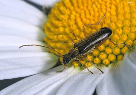 Burnt-tip Gramoptera, Oak-Blossom, Gramoptera Ustulata, Beetle, Longhorn Beetle, Coleoptera,