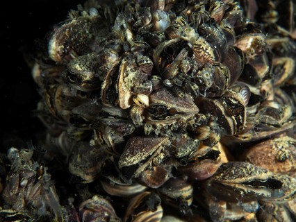 Close-up of a group of quagga mussels (Dreissena rostriformis bugensis), invasive species, with