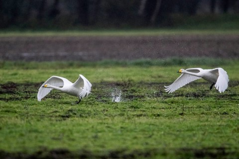Whooper swans (Cygnus cygnus), Emsland, Lower Saxony, Germany