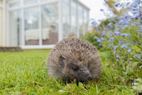 European hedgehog (Erinaceus europaeus) adult animal on a garden grass lawn with a house