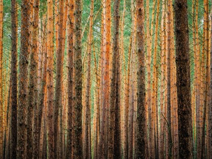 Pine trunks in line and structure, Nossentiner Schwinzer Heide nature park Park,