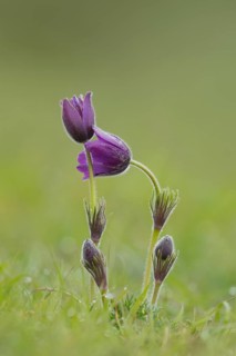 Pasqueflower (Pulsatilla vulgaris) flowers in grassland, Suffolk, England, United Kingdom