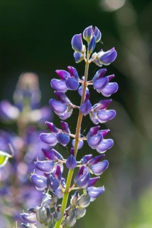 Lupinus polyphyllus, rosaceae, rose family, perennial lupine, multi-leafed lupine, big leaved
