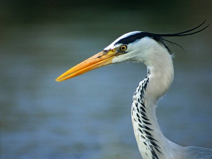 Ardea cinerea, heron, gray heron, adult, birds, ciconiiformes, adult, sexually mature, leo,