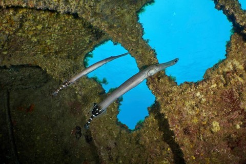 Two long fish swim near an opening in the wreck of the Condesito in clear blue water, dive site