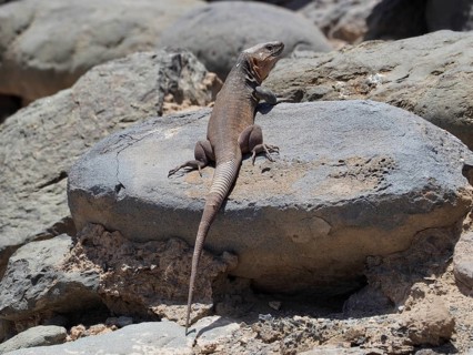 A Gran Canaria giant lizard (Gallotia stehlini) basks in the sun, looking out over the rocky