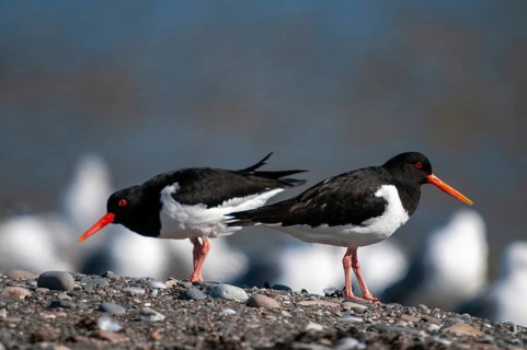 Oystercatchers, Haematopus ostralegus, Norway, oystercatcher, varanger, birds, charadriiformes,