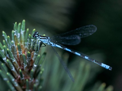 Coenagrion hastulatum, northern damselfly, spearhead flower, spear azurmaid, damselflies,