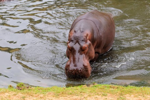 A full-grown hippopotamus (Hippopotamus amphibius) comes ashore. Democratic Republic of the Congo,