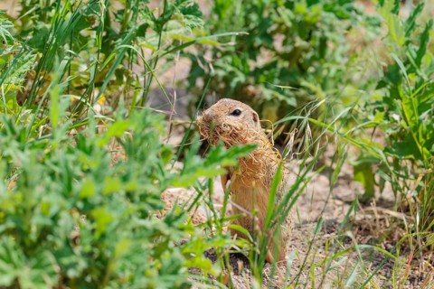 A fully grown ground squirrel (Spermophilus citellus) sits in a green meadow on a cloudy day,
