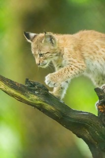 Eurasian lynx (Lynx lynx) youngster (cub) climbing on an old wrotten root in a forest, Bavaria,