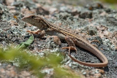 Acanthodactylus erythrurus, European fringe finger, spiny-footed lizard, critters, lizards,