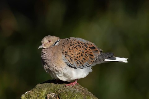 European turtle dove (Streptopelia turtur) adult bird on a rock, England, United Kingdom