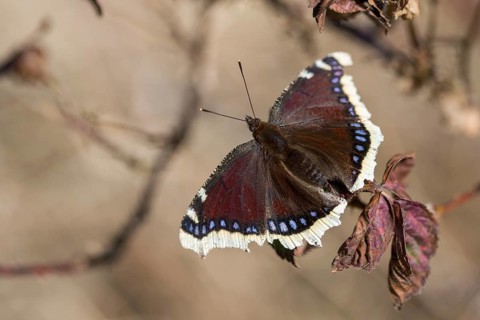Camberwll beauty, mourning cloak, nymphalis antiopa, mourning cloak, butterfly, insects, butterfly,