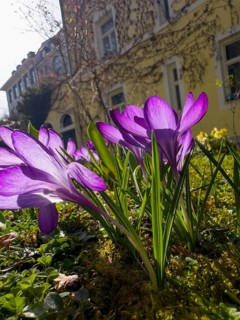 Spring crocus, spring saffron, common crocus (Crocus vernus)