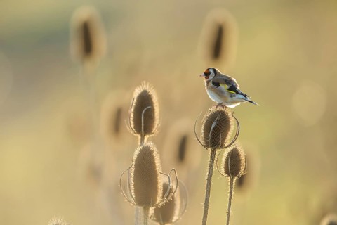 European goldfinch (Carduelis carduelis) adult bird on a Teasel (Dipsacus fullonum) seedhead,