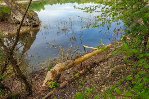 Beaver bite, beaver damage, tree trunk, wood, bite marks, nature conservation, aquatic ecology,