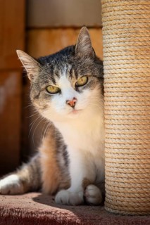 Cat (Felis Catus) looking curiously from behind a scratching post, Ternitz, Lower Austria, Austria