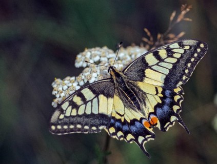 Papilio machaon, swallowtail, swallowtail, butterfly, insects, butterfly, butterflies