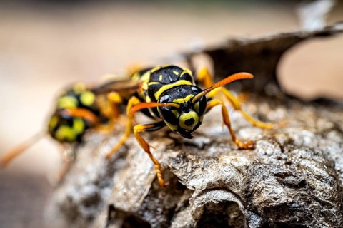 Close-up of two wasps on a nest, the insects' features are clearly visible. The field wasps on
