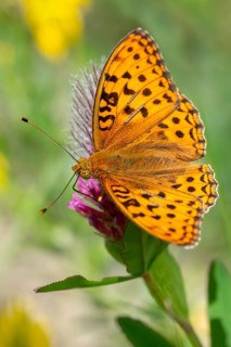Argynnis adippe, Fabriciana adippe, fiery mother-of-pearl butterfly, high brown fritillary,