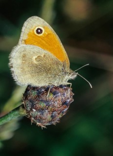 Coenonympha Pamphilus, common meadowbird, small heath, meadowbird, butterfly, high size, portrait