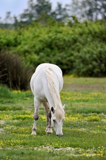 Camargue horse (Equus caballus), grazing in a meadow of yellow flowers in bloom,