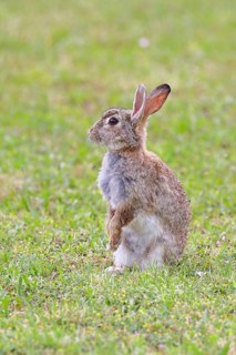 Wild rabbit (Oryctolagus cuniculus), sitting in a meadow, making mate, erect, fully grown, alert,