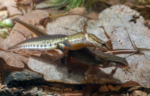 Newt, Lissotriton helveticus, palmate newt, triturus helveticus, amphibians, amphibians, courtship