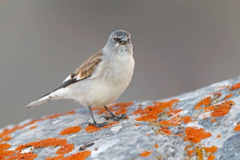 Snowfinch (Montifringilla nivalis), Valais, Switzerland