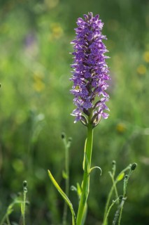 Moorland spotted orchid (Dactylorhiza maculata), Emsland, Lower Saxony, Germany