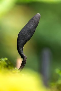 Dead Moll's fingers, long-handled maple wood club, long-handled wooden club, slender wooden club,