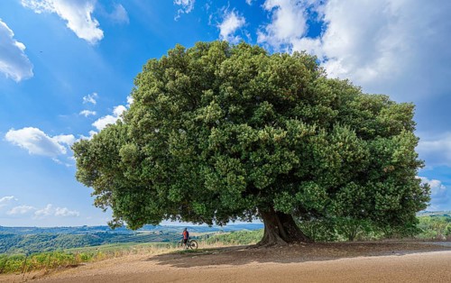 Woman resting during a mountain bike tour under a huge oak tree, Gaiole, Tuscany, Italy