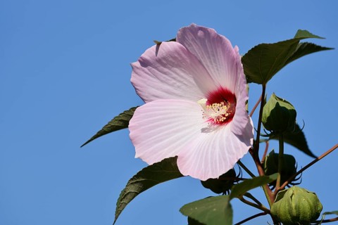 Rose mallow (Hibiscus laevis, Hibiscus militaris), flower, ornamental plant, North