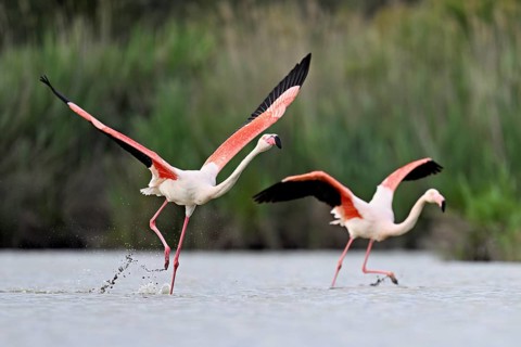 Two greater flamingos (Phoenicopterus roseus), taking departure, Camargue Regional Nature Park,