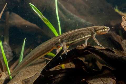 Lissotriton vulgaris meridionalis, Lissotriton vulgaris schreiberi, Schreiber's pond newt, smooth