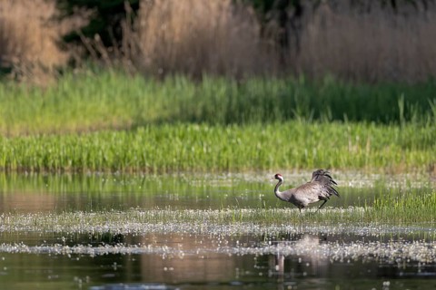 Crane (Grus grus) walking through a fish pond covered in water buttercups, Lusatia, Saxony, Germany