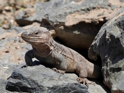 A Gran Canaria giant lizard (Gallotia stehlini) sits relaxed on a rock in sunny, rocky terrain,