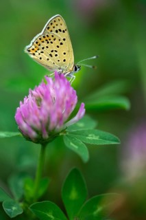Brown moth, Lycaena tityrus, sulfur bird, sooty purple-edged copper, birds, butterfly, high size,