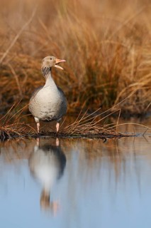 Greylag goose (Anser anser) stands calling on the bank, North Rhine-Westphalia, Germany