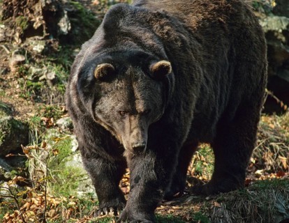 Brown bear, carnivora, predators, ursus arctos, bear, ffh, male, mammal, male, raptors, mammals,