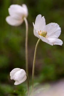 Anemone sylvestris, large anemone, buttercup family, ranunculaceae, forest anemone, anemone,