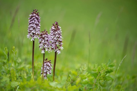 Lady Orchid, Orchidaceae, Orchids, Orchis Purpurea, Purple Orchid, Plants