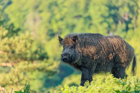 A male wild boar (Sus scrofa) stands on a mound in a green clearing on a sunny morning. Bavaria,