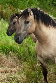 Am Swordstein, Equus Caballus sspec., Germany, odd-toed ungulates, perissodactyla, Tautenhain,