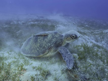 A green turtle (Chelonia mydas) rests on a grassy seabed at the Hausriff dive site, Mangrove Bay,