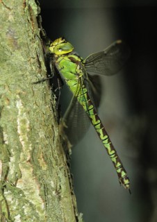 Aeshna Viridis, Green Hawker, Green Mosaic Maiden, Willow Emerald Damselfly, Anisoptera,