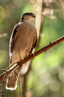 Accipiter Nisus, Accipitriformes, Sparrowhawk, Sparrowhawk, Birds of Prey, High Size, Portrait,
